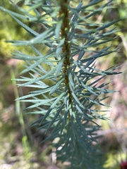 Pultenaea stipularis
