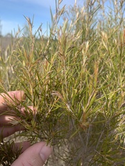Melaleuca uncinata