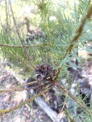Pultenaea stipularis