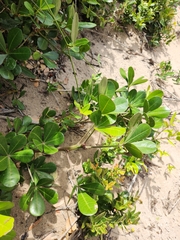 Cussonia thyrsiflora