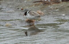 Thinornis cucullatus