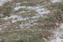Charadrius pecuarius