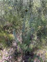 Pultenaea stipularis