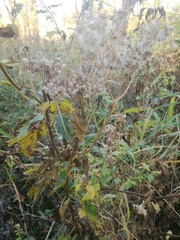Eupatorium cannabinum