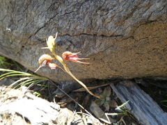 Pterostylis boormanii