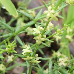 Galium gaudichaudii