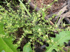 Galium gaudichaudii