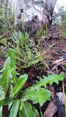 Galium gaudichaudii