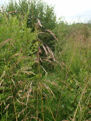 Molinia caerulea
