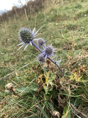 Eryngium bourgatii