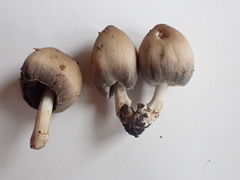 Coprinopsis acuminata
