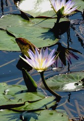 Nymphaea nouchali caerulea