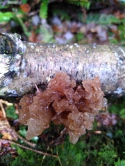 Phaeotremella foliacea