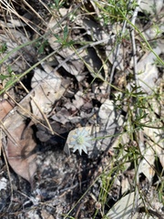 Actinotus minor