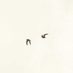 Pterocles orientalis