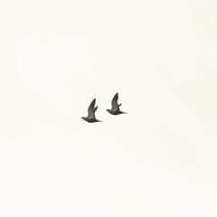 Pterocles orientalis