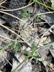 Actinotus minor