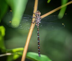 Austroaeschna pulchra