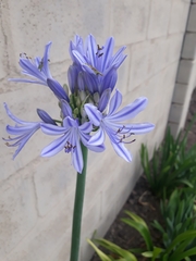 Agapanthus
