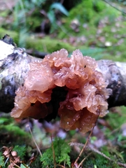 Phaeotremella foliacea