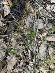 Actinotus minor