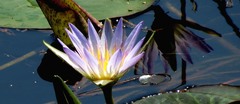 Nymphaea nouchali caerulea