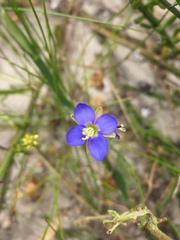 Heliophila linearis