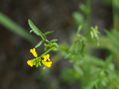 Barbarea