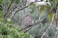 Streptopelia senegalensis senegalensis
