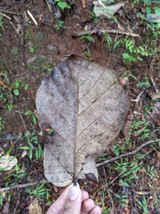 Pterospermum diversifolium