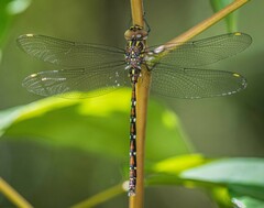 Austroaeschna pulchra