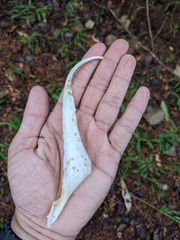 Pterospermum diversifolium