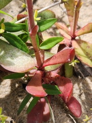 Crassula nudicaulis