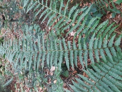 Dryopteris affinis borreri