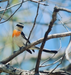 Pericrocotus albifrons