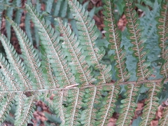 Dryopteris affinis borreri