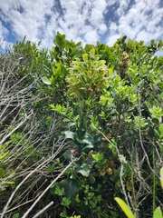 Bonatea speciosa