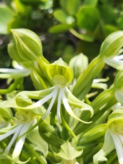Bonatea speciosa