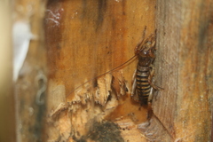 Hemideina crassidens