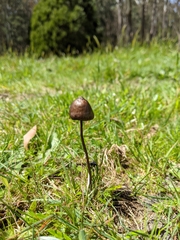 Panaeolus
