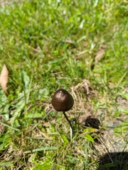 Panaeolus