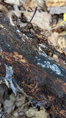 Isthmolongispora