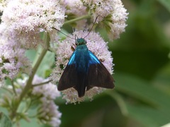 Astraptes