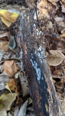 Isthmolongispora