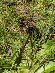 Panaeolus