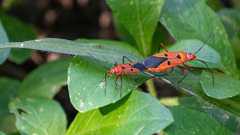 Dysdercus cingulatus