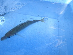 Trachurus japonicus