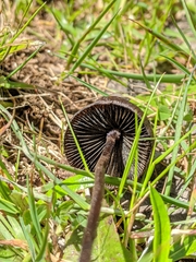 Panaeolus