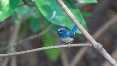Cyornis hainanus