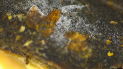 Isthmolongispora
